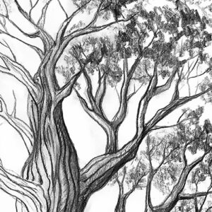 Comment dessiner un arbre?