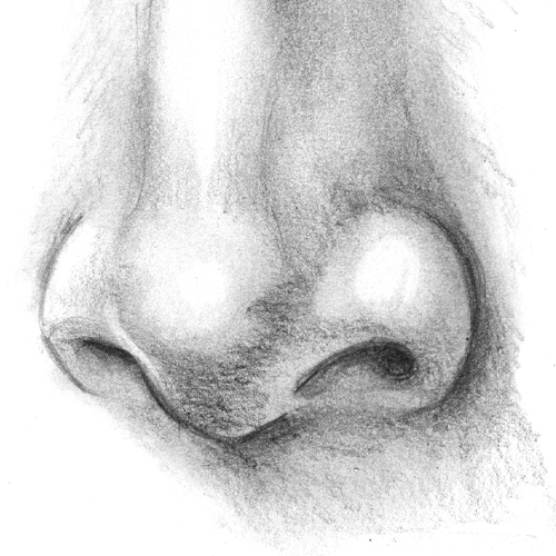 Comment dessiner un nez?