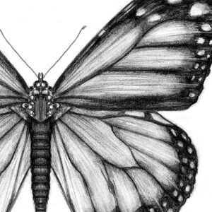 Comment dessiner un papillon?