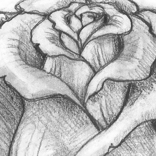 Comment dessiner une rose?